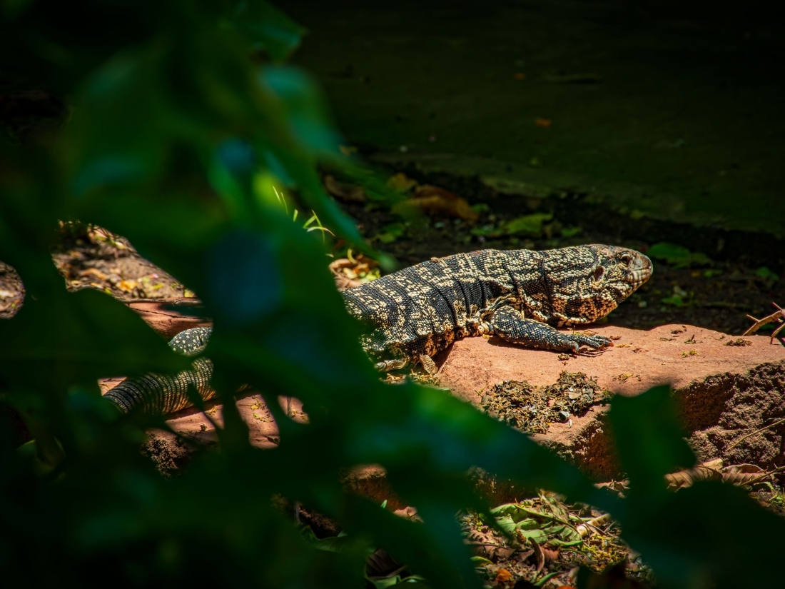 POSADA HOTEL 60 HECTAREAS EN VENTA ESTEROS DEL IBER� CORRIENTES 