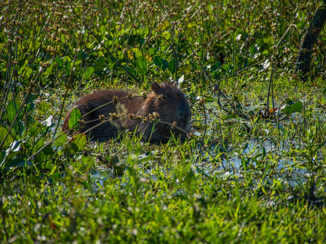 POSADA HOTEL 60 HECTAREAS EN VENTA ESTEROS DEL IBER� CORRIENTES 